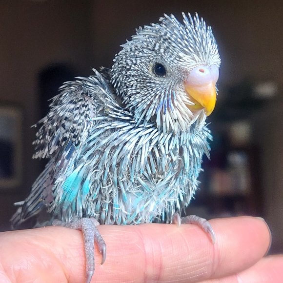 Bird lovers--shop my closet 🦜🐧🦅🐔🦃🐣🦉🦢🦚🦩 - Picture 1 of 2